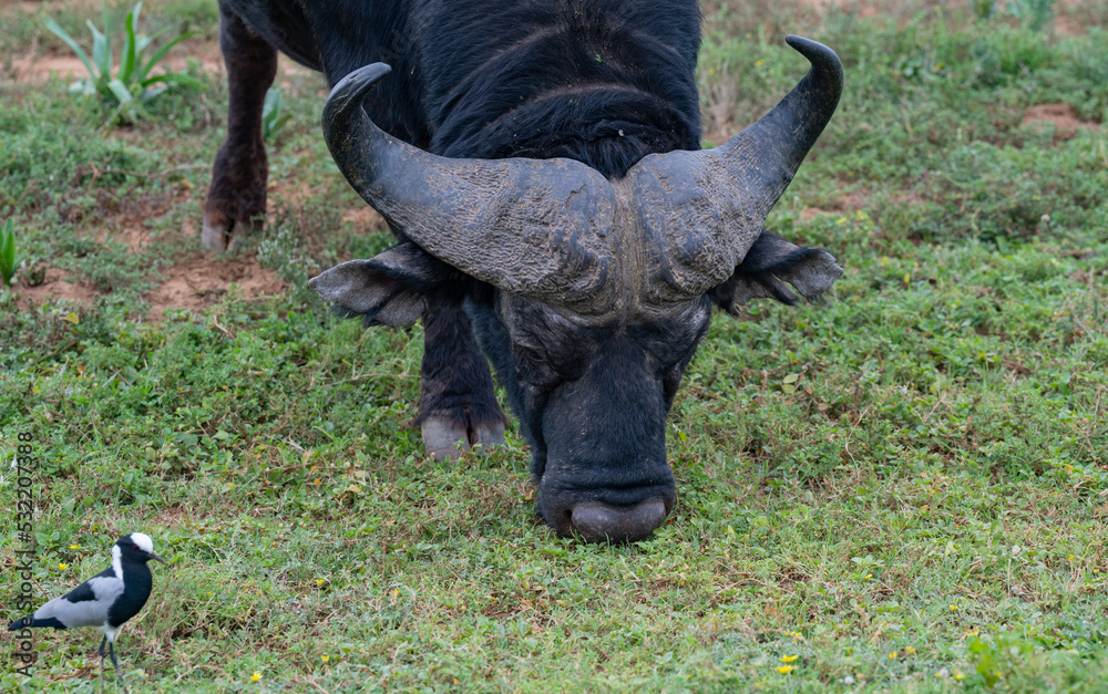 Kaffernbüffel in der Wildnis und Savannenlandschaft von Afrika