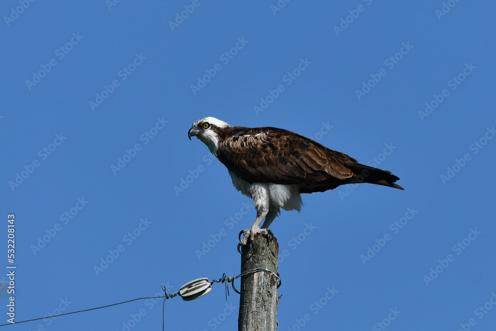 Osprey sits perched on a utility pole along a country road  - obrazy, fototapety, plakaty 