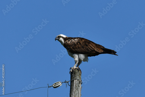 Osprey sits perched on a utility pole along a country road  photo