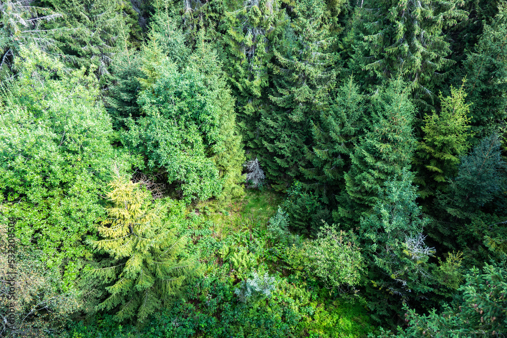 View of high mountain Tatra forests from above