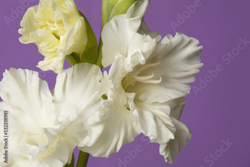 Delicate white gladiolus flower on a purple background.