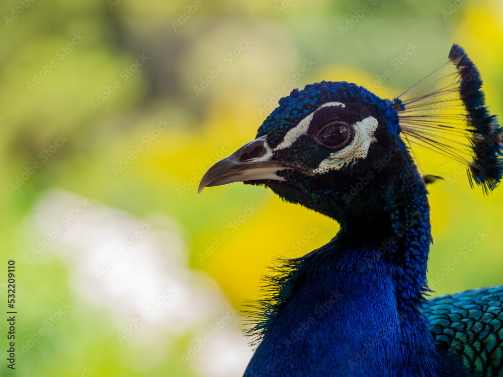 close up portrait peacock in nature summertime close up portrait peacock in nature summertime