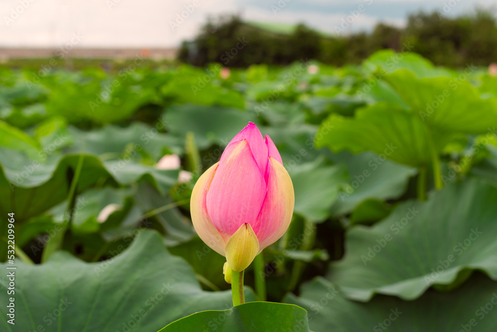 A lotus flower blooming alone among the lotus petals