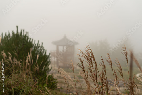 A Korean pavilion seen through the swaying bushes on a cloudy day