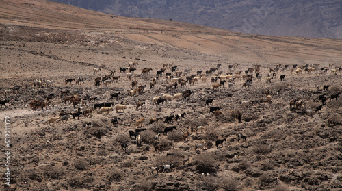 Fotografie, Tablou Agriculture of Gran Canaria - a large group of goats and sheep are moving across