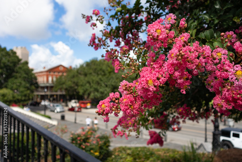 Beautiful Pink Flowers on a Tree at Jackson Square in the French Quarter of New Orleans