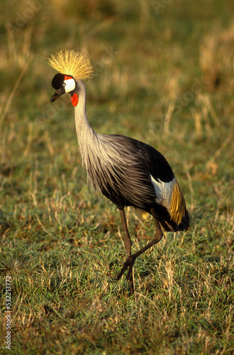 Grue couronnée, .Balearica pavonina, Black Crowned Crane, Kenya