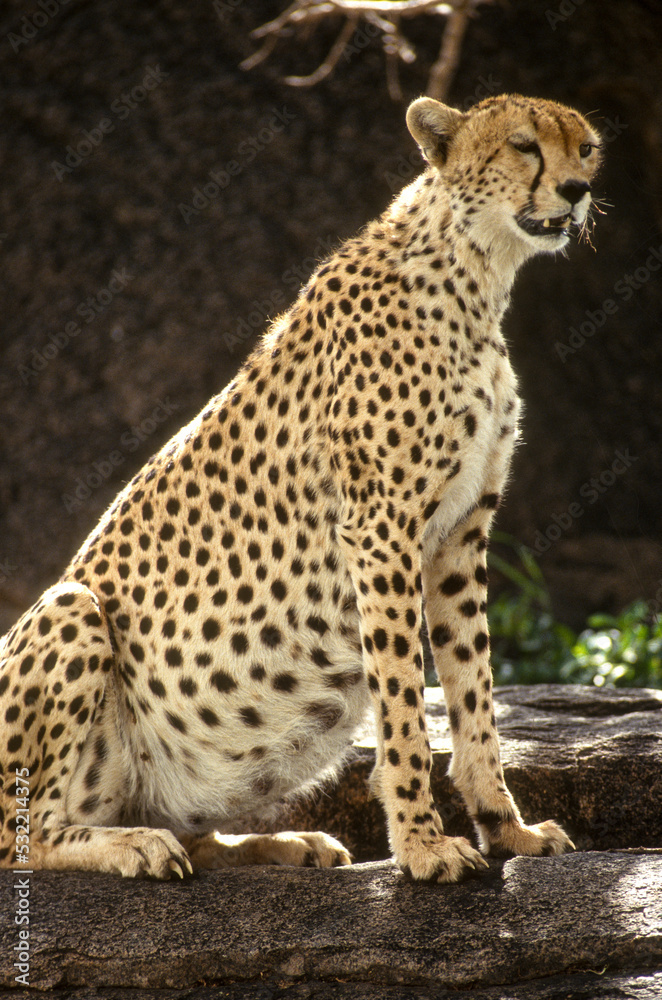 Guépard, cheetah, Acinonyx jubatus, Parc national du Serengeti, Tanzanie Guépard, cheetah, Acinonyx jubatus, Parc national du Serengeti, Tanzanie