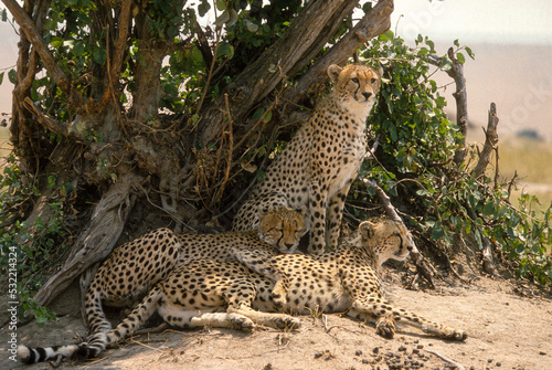Guépard, cheetah, Acinonyx jubatus, Parc national de Masai Mara, Kenya