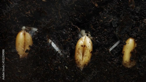 Wheat seeds planted in a row are germinating filmed in macro timelapse. Closeup footage of plant evolution from grain to stem. Sprouting herb in humus. Gardening and microgreen concept. Biology theme.