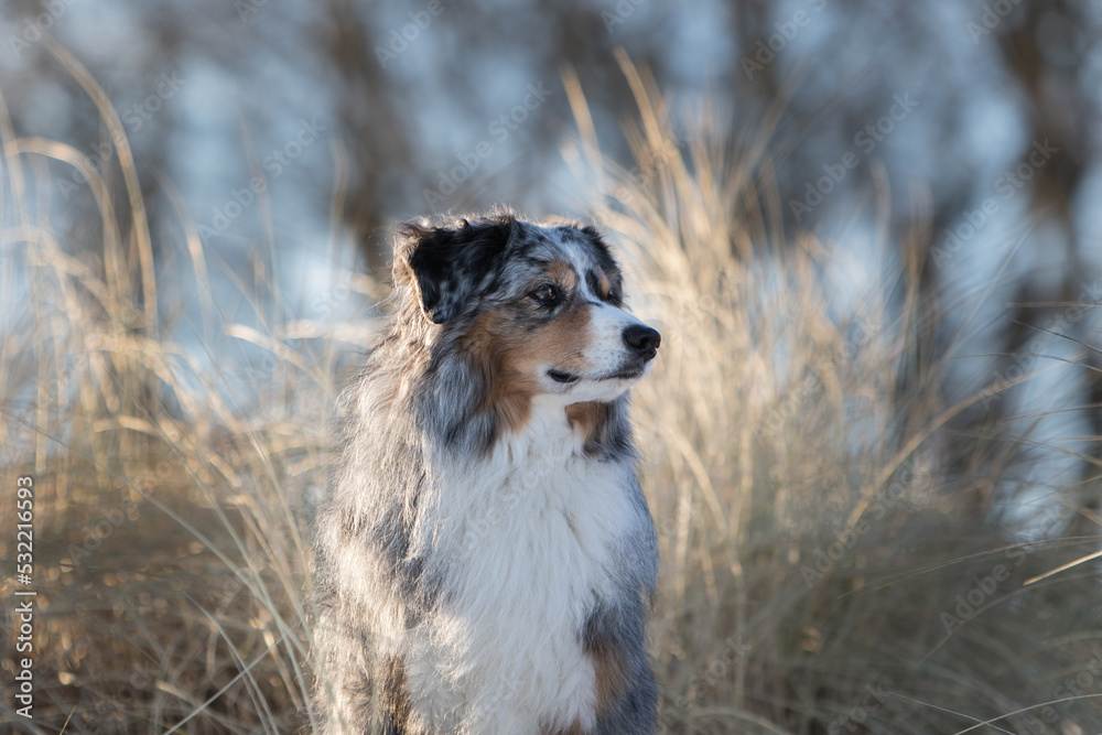 Fototapeta premium Miniature Australian Shepherd 