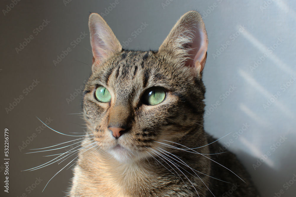 Cat closeup Cat closeup