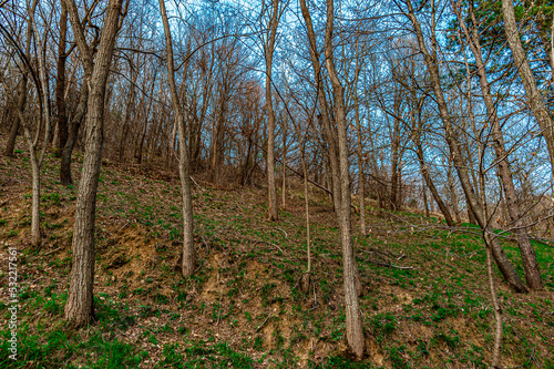 profilo alberti sul cielo e bosco autunno/primavera
