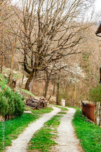 sentiero carrabile con albero photo