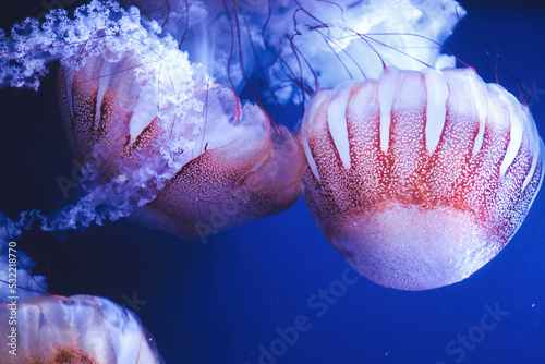 Close-up of a swarm of Chrysaora plocamia jellyfish, commonly known as South American sea nettle photo