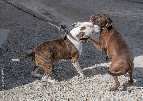 bagarre de deux chiens dans la rue avec morsure à la gorge photo