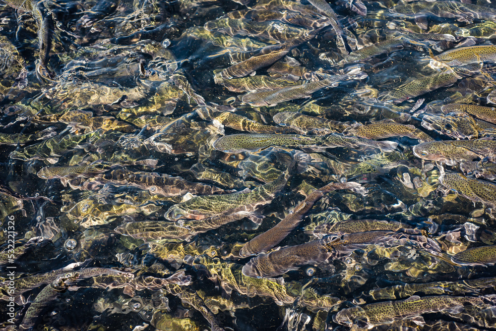 Rainow trout in a fish hatchery