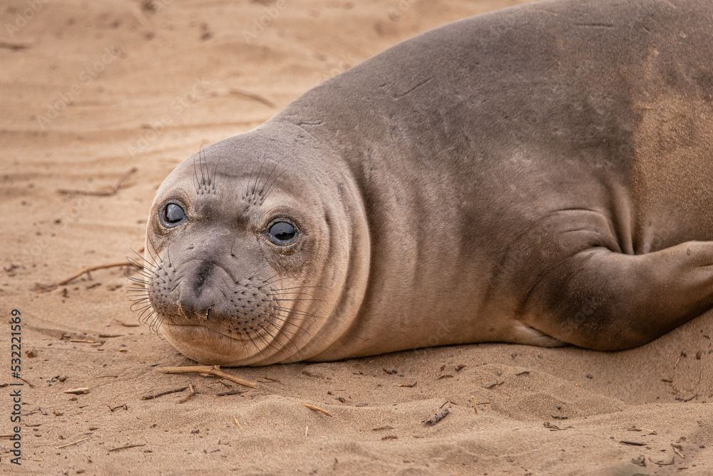 Adorable elephant seal juvenile on sand Adorable elephant seal juvenile on sand
