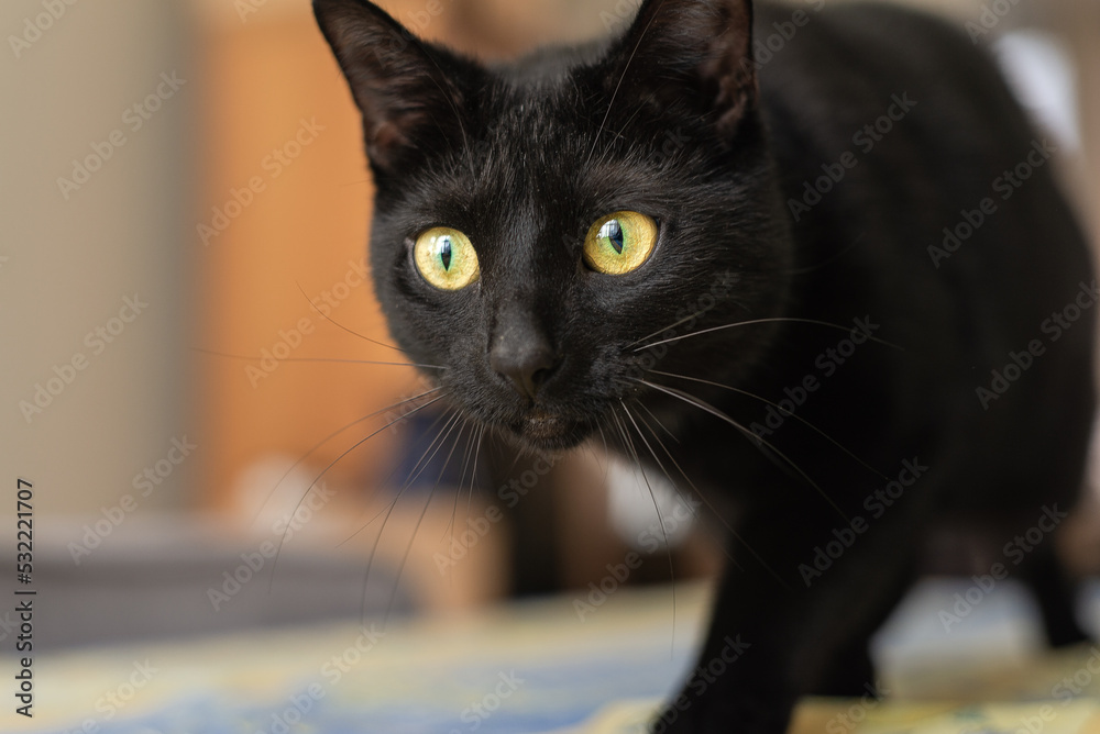 Black cat crawling past camera