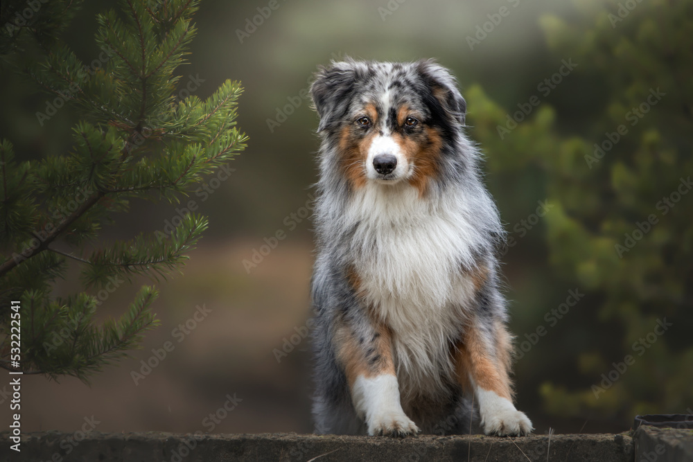 Miniature Australian Shepherd