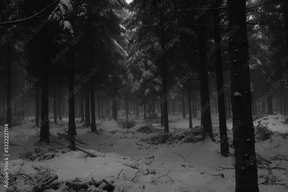 Fototapeta premium forest in the fog