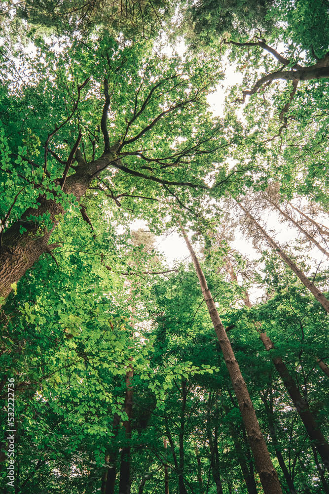 Fototapeta premium tree in the forest