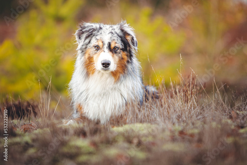 Miniature Australian Shepherd