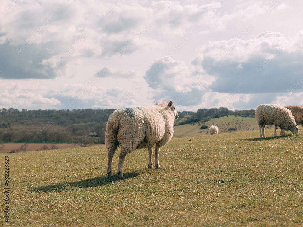 Fototapeta premium Sheep awaiting something