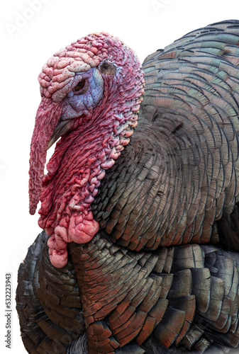 Close up of a live turkey on transparent background