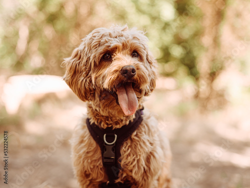 Cavapoo dog wearing black harness sitting steady with tongue out, looking to left side. Female dog with curly fur sitting on the stomp in the woods.
