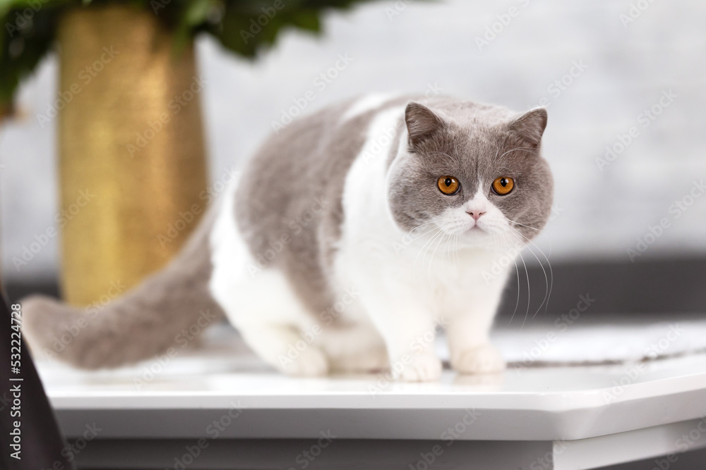 Britisch Kurzhaar Kitten selten, edel und imposant Britisch Kurzhaar Kitten selten, edel und imposant