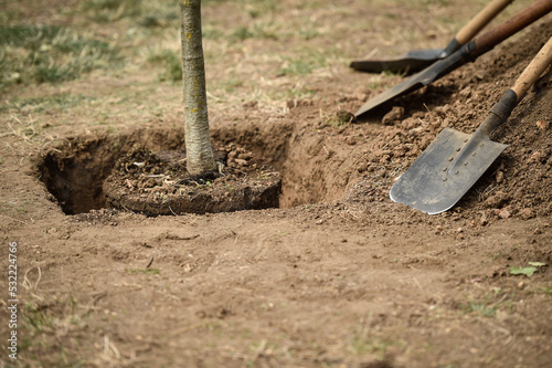Wallpaper Mural Couple of shovels are seen near a pile of dirt beside a young tree ready to be planted Torontodigital.ca
