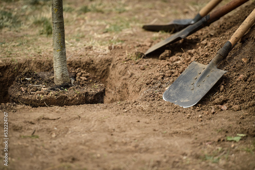 Wallpaper Mural Couple of shovels are seen near a pile of dirt beside a young tree ready to be planted Torontodigital.ca