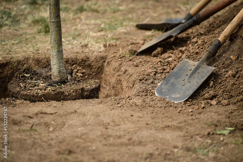 Couple of shovels are seen near a pile of dirt beside a young tree ready to be planted