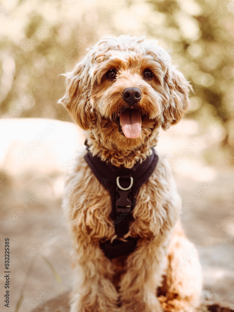 Cavapoo dog wearing black harness sitting steady with tongue out