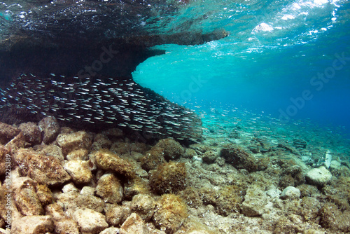 School of fish in the Adriatic sea.