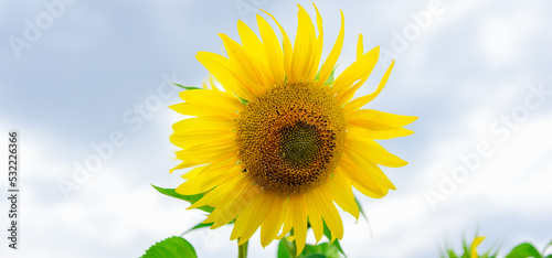 Lonely Yellow sunflower against blue sky. Summer background.Closeup.Banner.