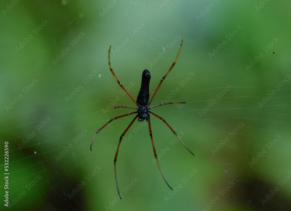 spider on a web spider on a web