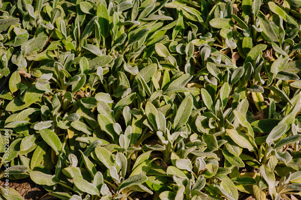 Background, texture of green sage leaves growing in the garden. Photo of nature close-up, plants. Background, texture of green sage leaves growing in the garden. Photo of nature close-up, plants.