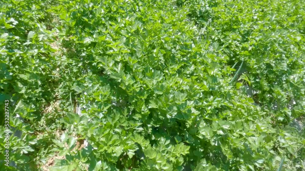 Fresh green leafy celery vegetable field growing with dense leaves ready to harvest Fresh green leafy celery vegetable field growing with dense leaves ready to harvest