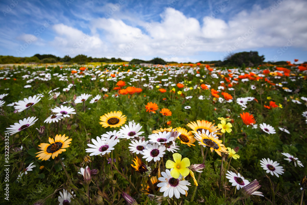 West Coast National Park Postberg Spring Flowers