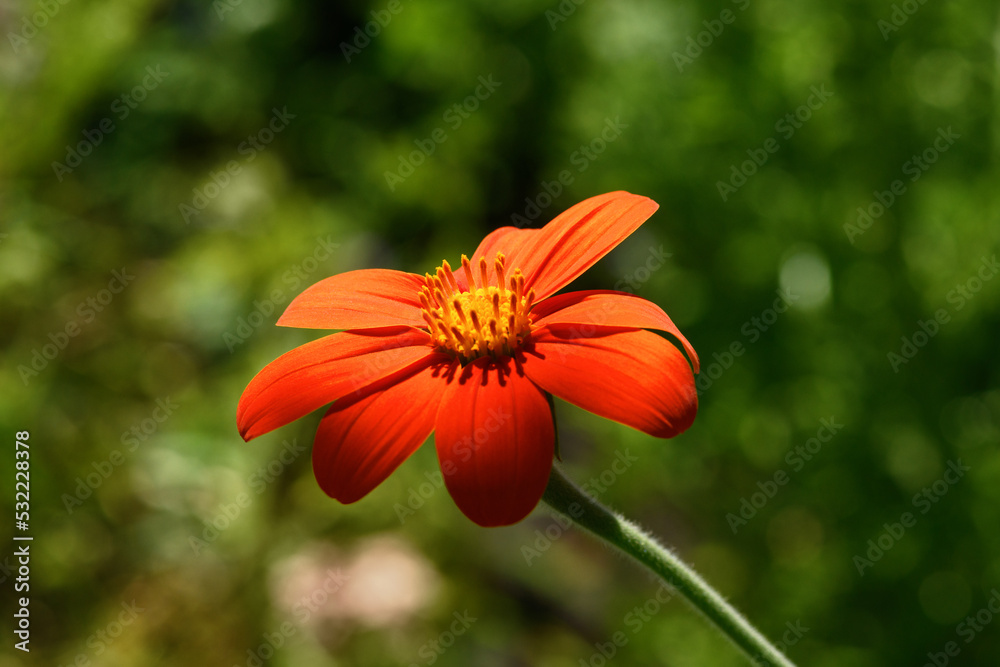 Red Tithonia flower on a sunny day on a green background. Spring and summer background Red Tithonia flower on a sunny day on a green background. Spring and summer background