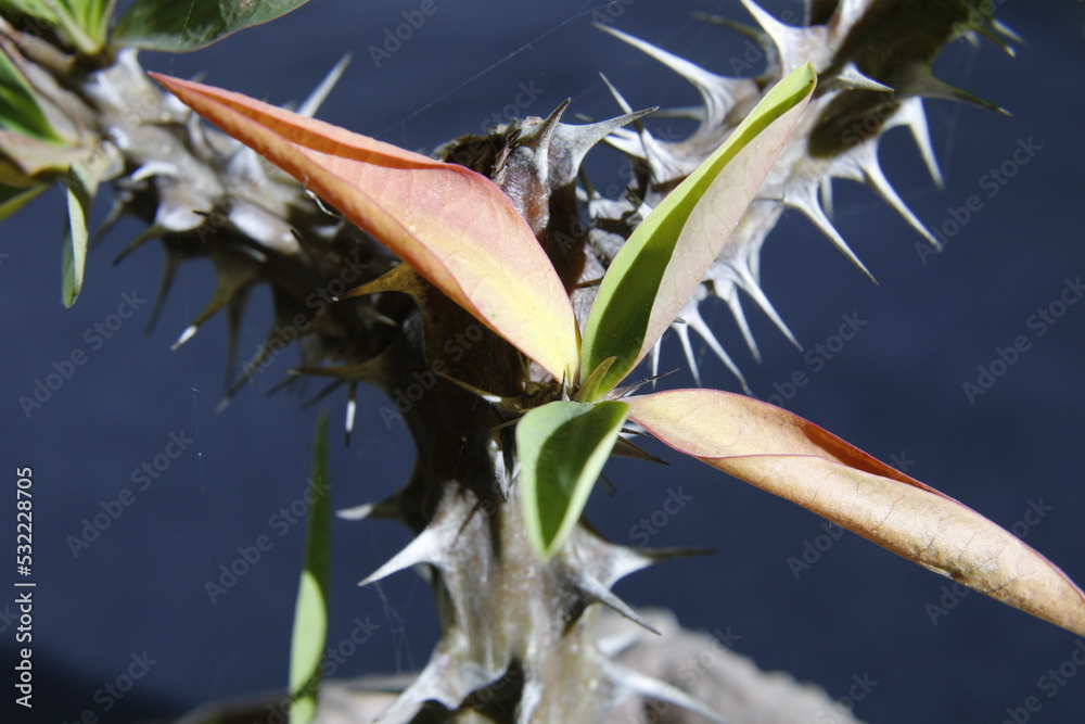 DECOALIVE Cactus Corona De Cristo (Euphorbia Milii) Planta Natural Con Flores Rojas - Maceta 14 Cm