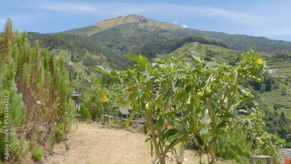 Flowering datura metel plant which has a bell shape swaying loudly in the mountain wind Flowering datura metel plant which has a bell shape swaying loudly in the mountain wind
