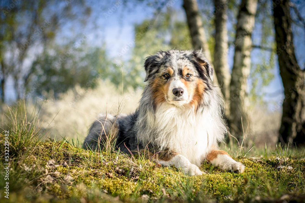 Miniature Australian Shepherd Miniature Australian Shepherd