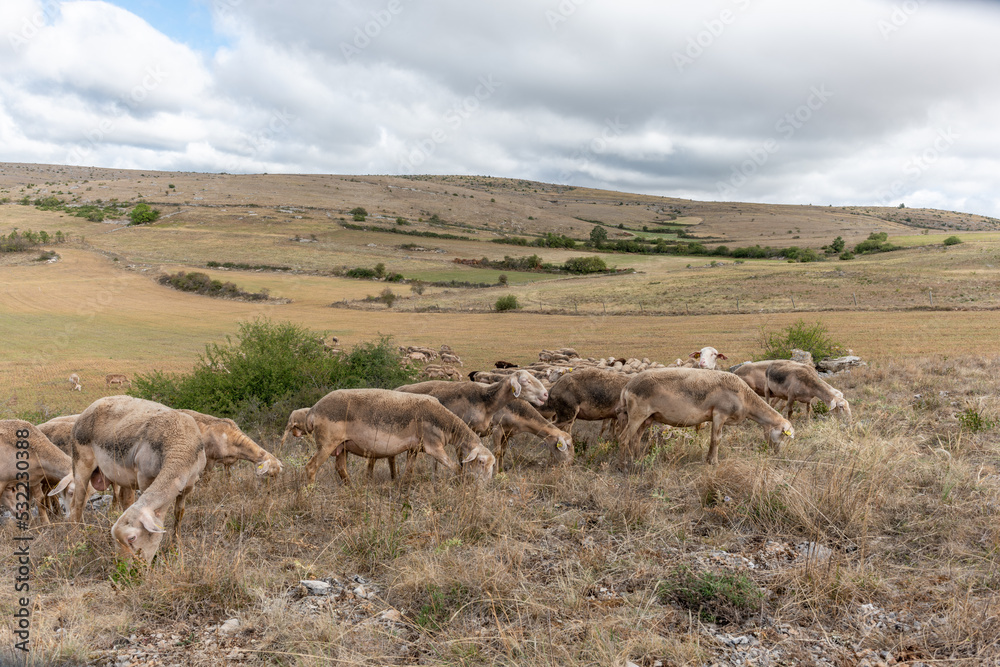Herd of sheep in a large pasture on the causse mejean in the cevennes. Herd of sheep in a large pasture on the causse mejean in the cevennes.