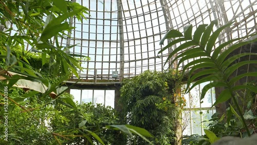 Live green tropical plants in conservatory, ecological development of planet, protection and safe of rare plant species photo