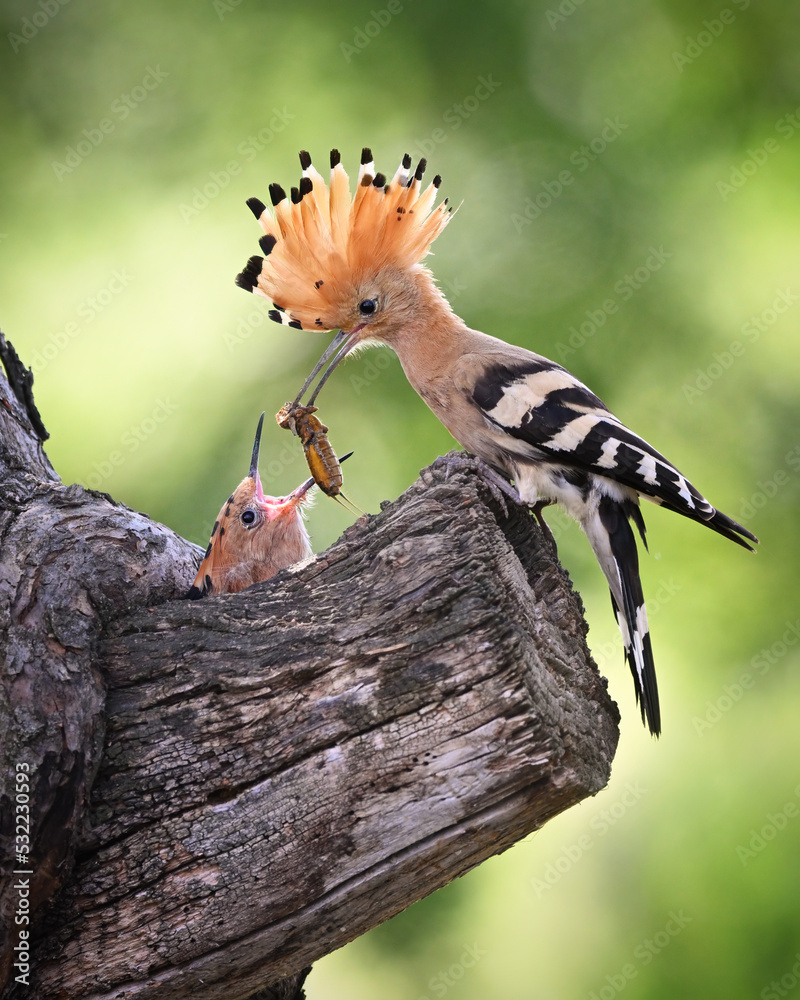 Φωτογραφία Hoopoe adult feeding their young by mole-crickets in the nest in the old apple t