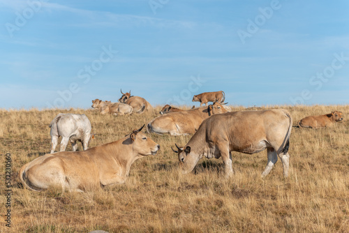 Aubrac cows in a dry pasture in summer.