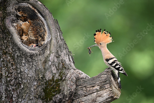 Hoopoe adult feeding their young by mole-crickets in the nest in the old apple tree